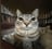 Zazu_The_Cat