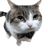 CatInASuit