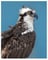 OspreyBird