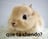 FunnyBunny