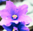 nightshade222