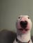 Doggiee