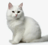KittyTheKitty