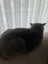 A_Cool_Cat