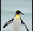 IceSkrikePengu