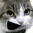 ImSillyCat