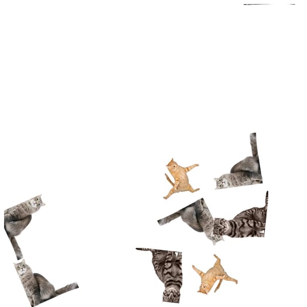 catinfenction