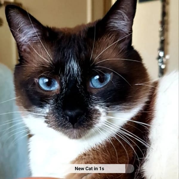AI Cat Generator