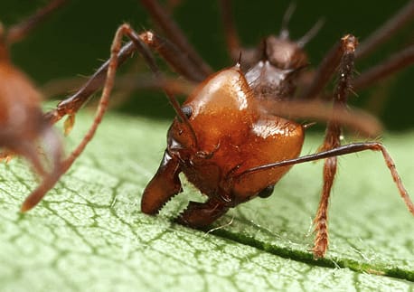 Ants-sim : Ant colony Simulator :)