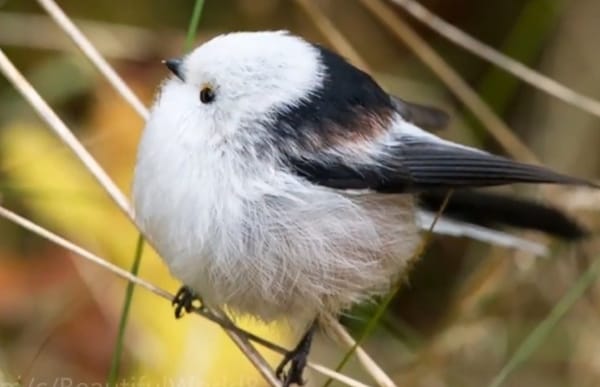 Spherical bird clicker 2