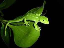 Gecko Clicker