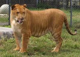 Animal Fusion Generator