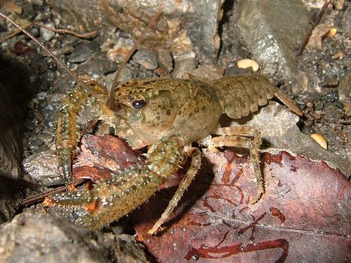 Eat the CrawFish