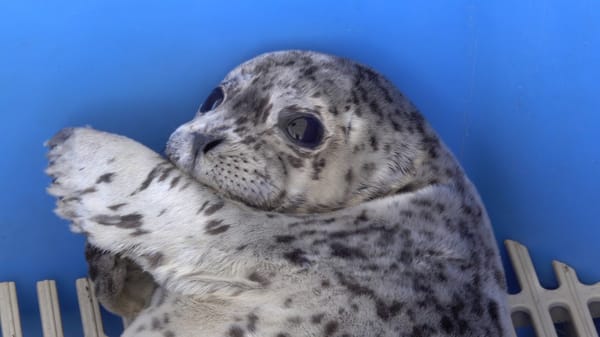 Petsim