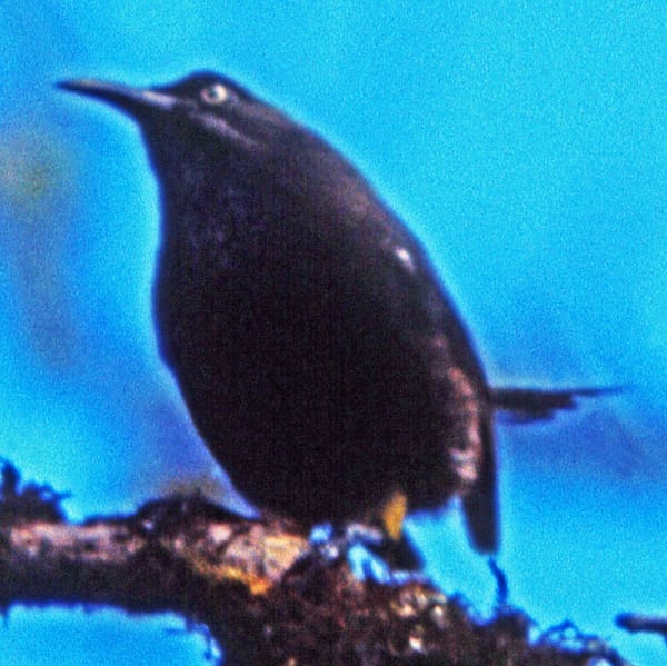 Animalpedia