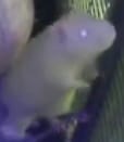 RATCHAT (websim edition)