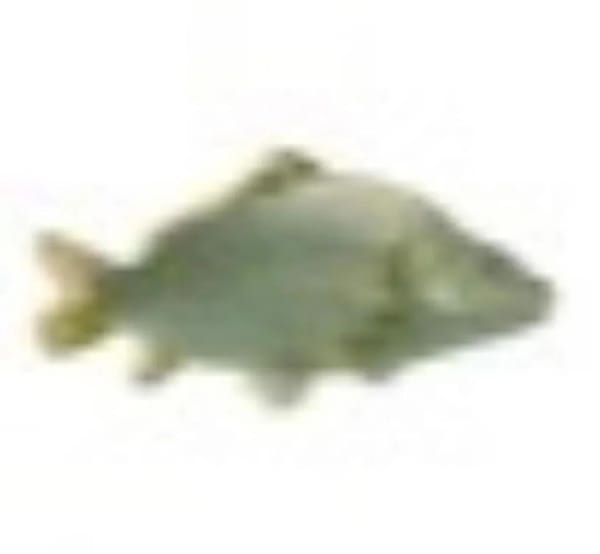 wait for 764 million fish