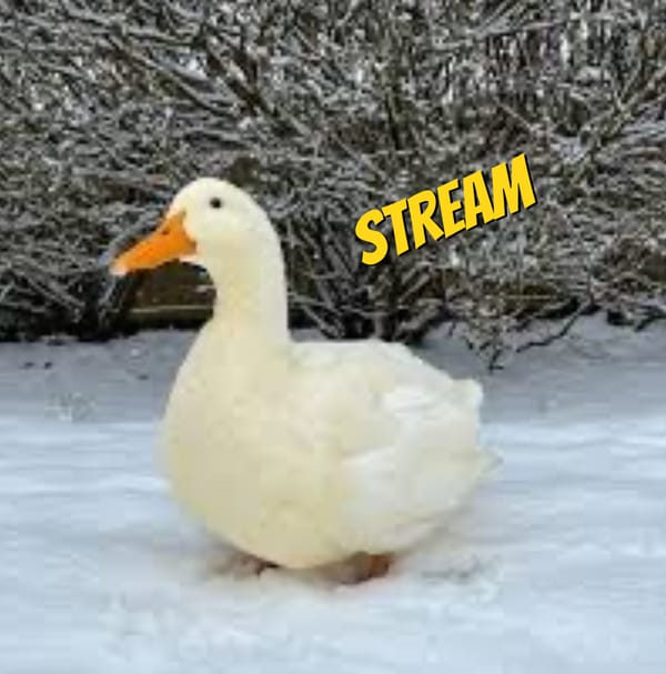 Snowy Duck Stream