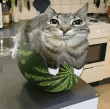 Loaf Smashers