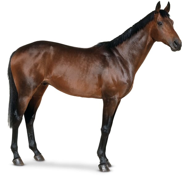 Horse Charge 3D (Early Testing)