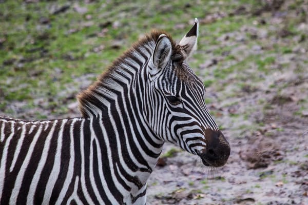 Crash da zebra wall