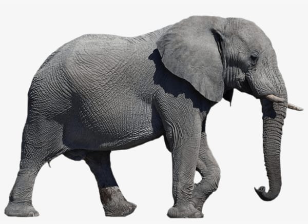 Build-a-Zoo Simulator