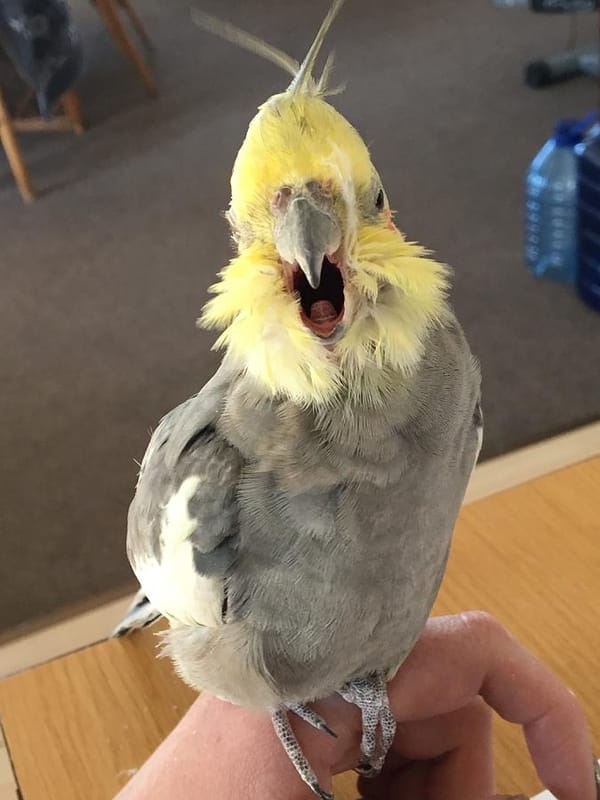 The Easter Birb Online [EASTER UPD]