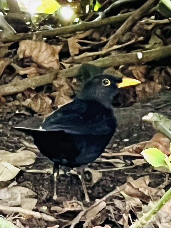 flappy blackbird
