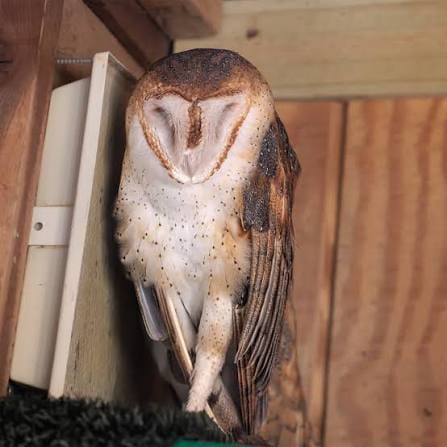 Flappy Barn Owl
