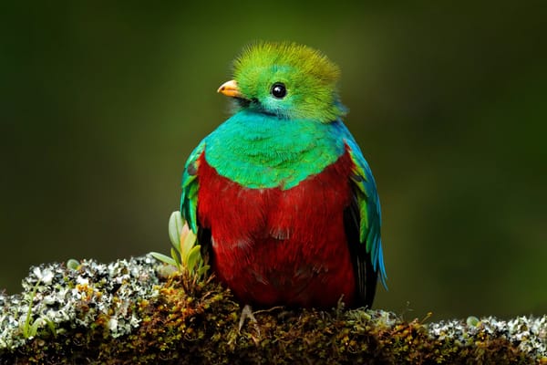 quetzal life