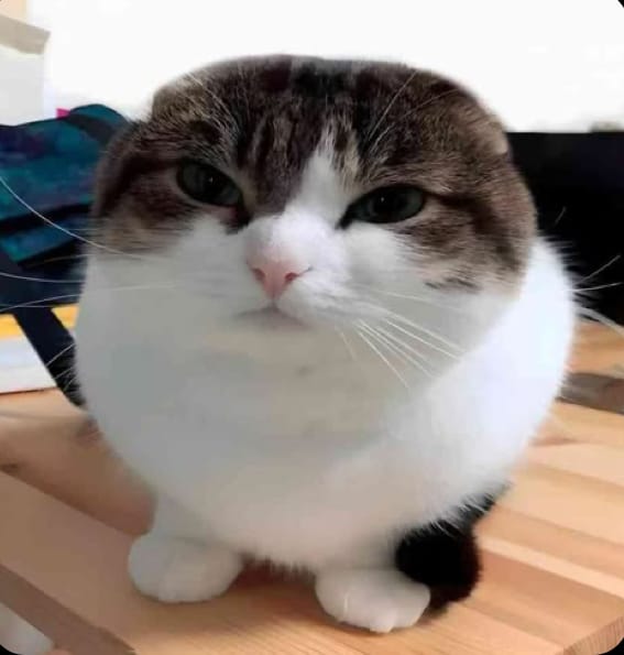 Meowl's House