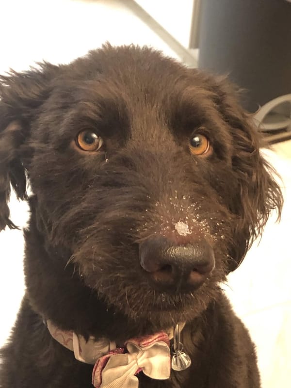 AI Dog Chat