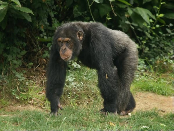 Chimpanzee Screams, Grunts. A Few Short Hoots Followed By A Series Of High Pitched, Loud Screams. Close Perspective.