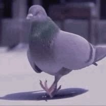 Pigeon Pal