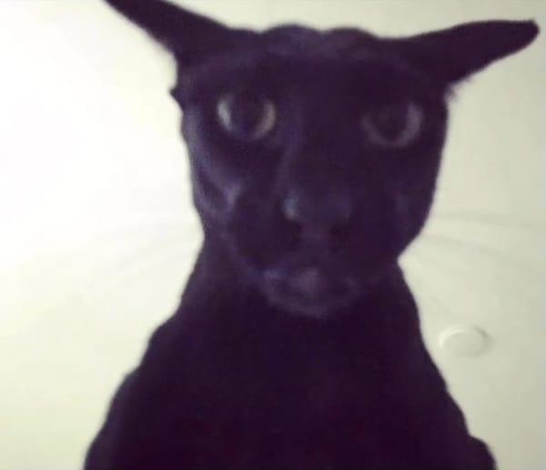 get chased by a cat lapped
