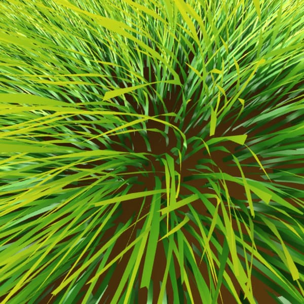 Grass.