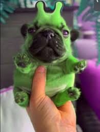 Pug Conveyor