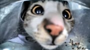 vidshare