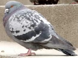 Pigeon Clicker
