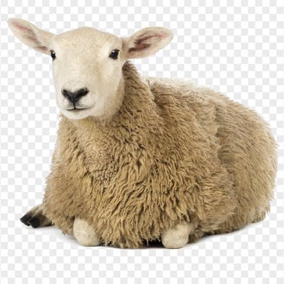 Baa Baa Baa!