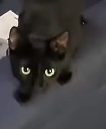 Cat Battle
