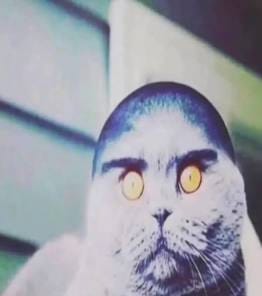 Searchly