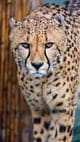 Cheetah meat (bfdi_numberblocks meat)