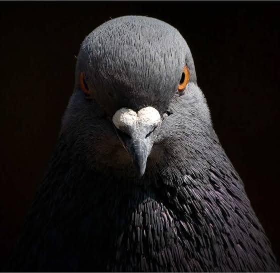 Pigeon Rogue-like 2.0