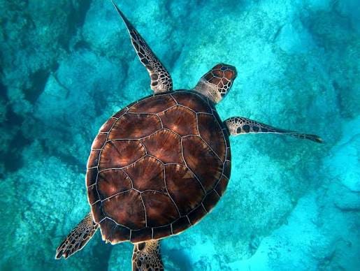 Turtle clicker