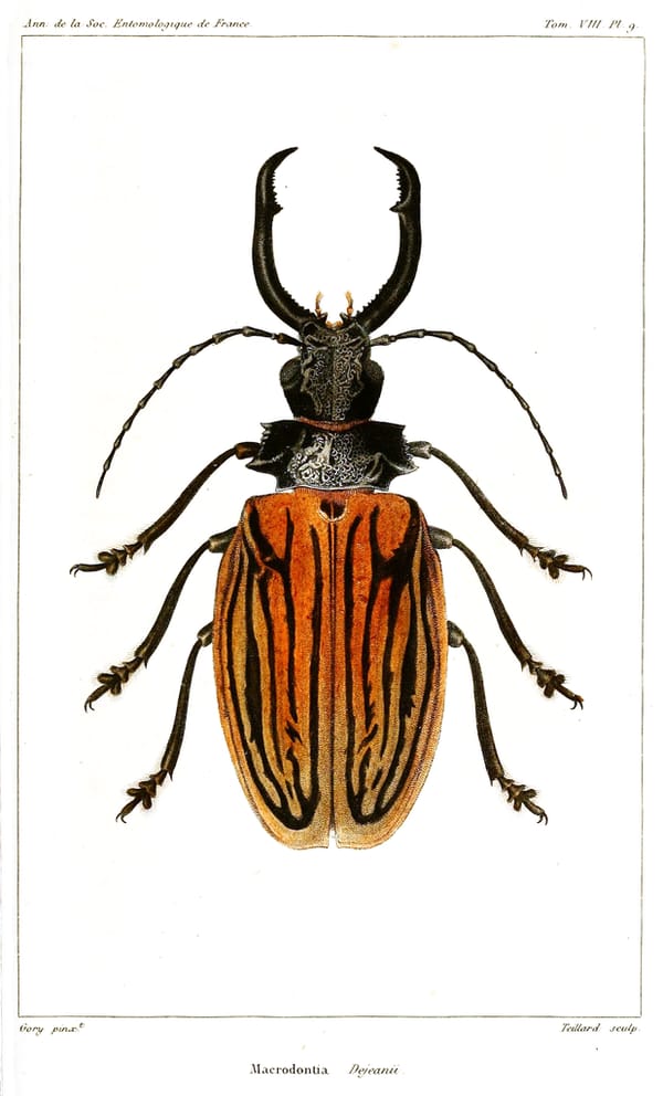 Longhorn Clicker