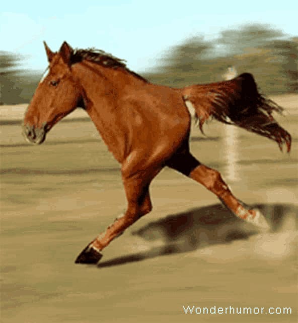 Horse Race