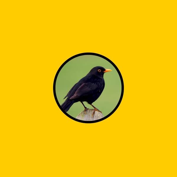 SEAGULL