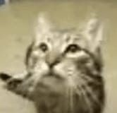 Meow Synth