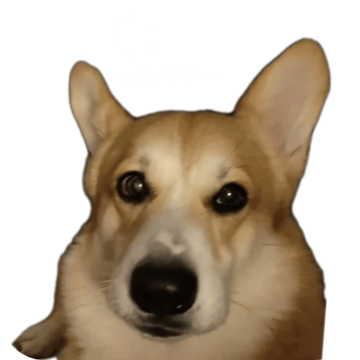 Feed Corgi